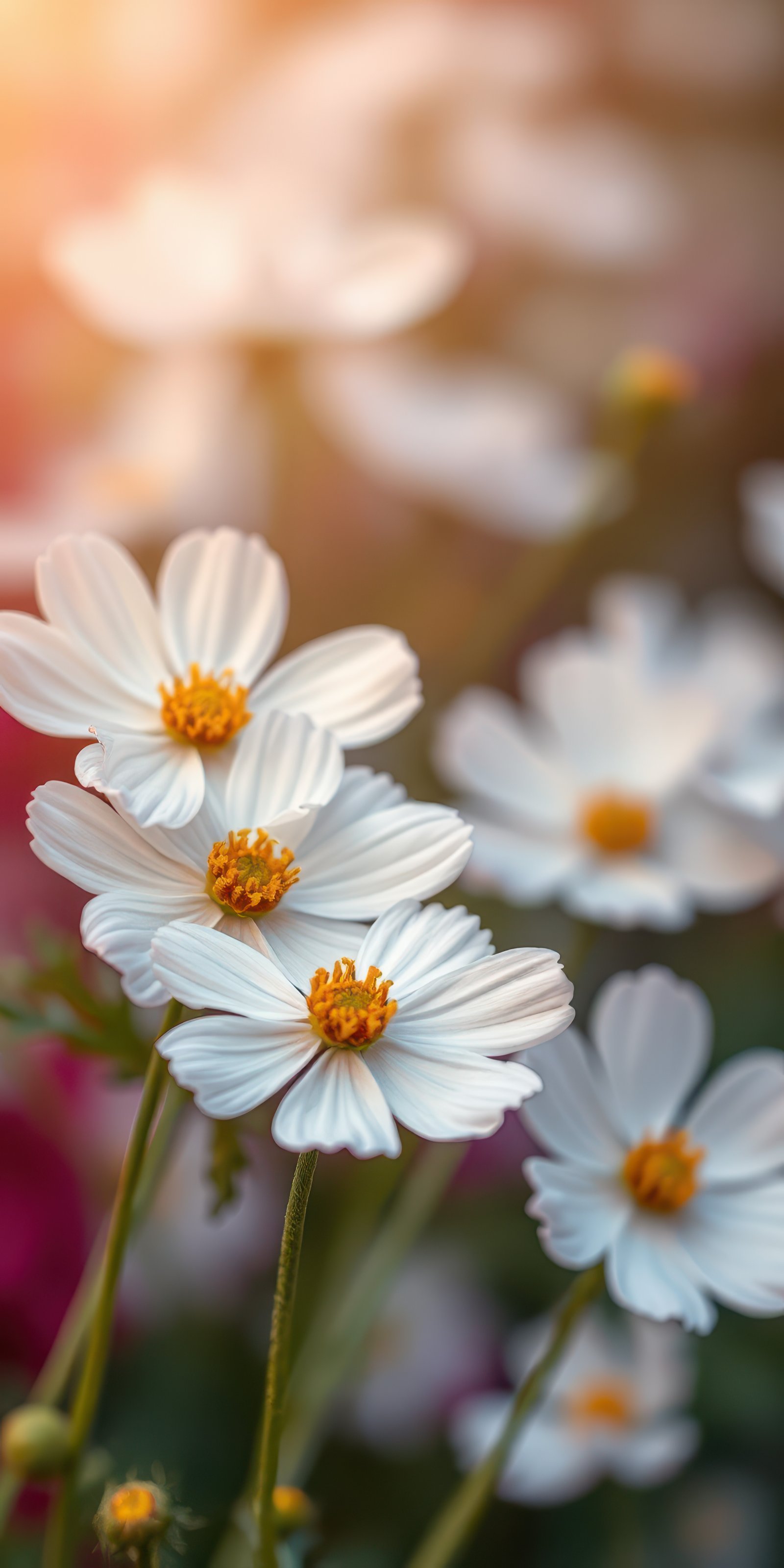 White flowers in bloom, basking in warm sunlight during a vibrant afternoon garden moment